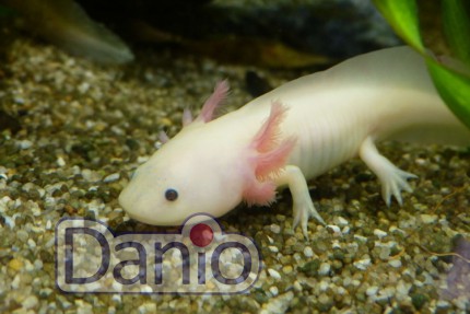 Аксолотль альбинос Axolotl albino, 9-10 см