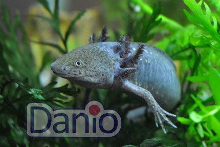 Аксолотль черный Axolotl, 6-7 см