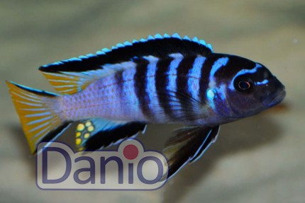 Псевдотрофеус мпанга Pseudotropheus elongatus Mpanga, 4-5 см