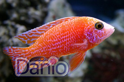 Аулонокара красный дракон Aulonocara firefish, (5-6 см)
