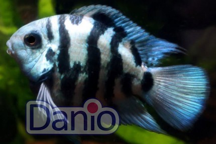 Тригибридный попугай голубой тигр Hybrid cichlid, 2-3 см