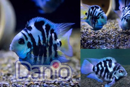 Тригибридный попугай голубой тигр Hybrid cichlid, 2-3 см