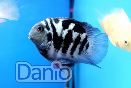 Тригибридный попугай голубой тигр Hybrid cichlid, 2-3 см