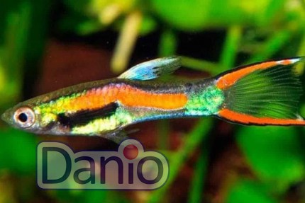 Гуппи эндлера Guppy Poecilia wingei, 1-2 см