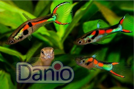 Гуппи эндлера Guppy Poecilia wingei, 1-2 см