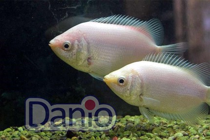 Гурами поцелуйный Helostoma temminckii, 1-2 см