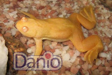 Лягушка шпорцевая желтая Xenopus laevis albino, 5-6 см
