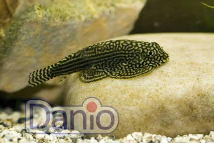 Севелия линеолата Sewellia lineolata, 2-3 см