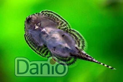 Севелия линеолата Sewellia lineolata, 2-3 см