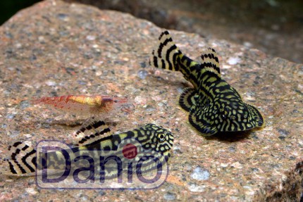 Севелия линеолата Sewellia lineolata, 2-3 см