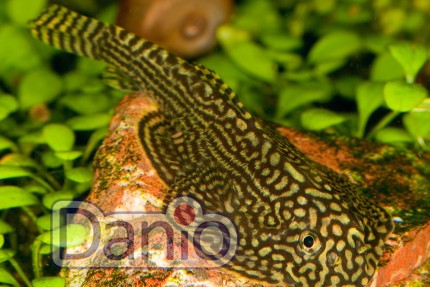 Севелия линеолата Sewellia lineolata, 2-3 см
