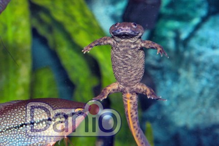 Тритон Pleurodeles waltl, 4-5 см