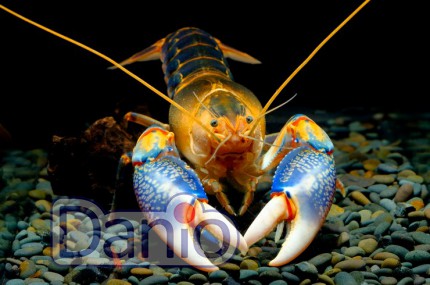 Рак деструктор ябби вулкан (Cherax destructor) 2-3см