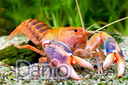 Рак деструктор ябби вулкан (Cherax destructor) 2-3см