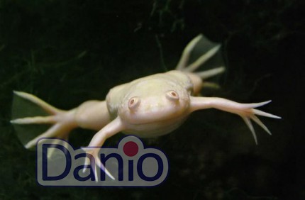 Лягушка шпорцевая желтая Xenopus laevis albino, 6-7 см