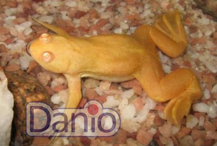 Лягушка шпорцевая желтая Xenopus laevis albino, 6-7 см