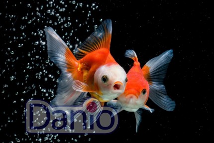 Вуалехвост ассорти (Carassius auratus) 7-8 см
