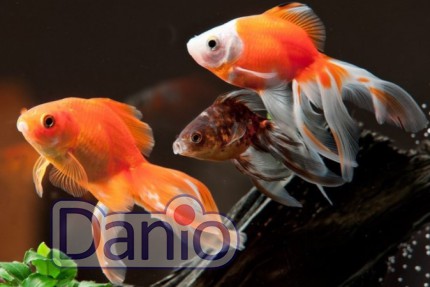 Вуалехвост ассорти (Carassius auratus) 7-8 см
