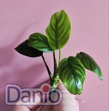 Анубиас бартера Anubias barteri