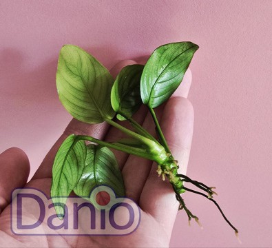 Анубиас бартера Anubias barteri