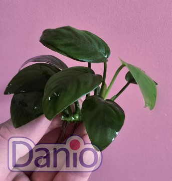 Анубиас бартера Anubias barteri