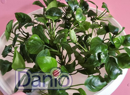 Анубиас бартера Anubias barteri