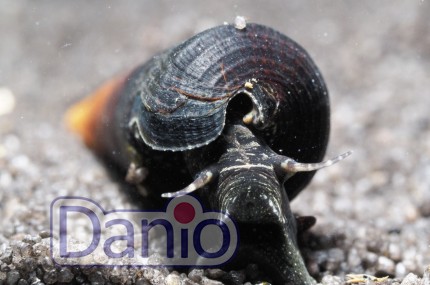 Улитка шип дьявола (Faunus ater) 4-5 см