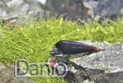 Улитка шип дьявола (Faunus ater) 4-5 см