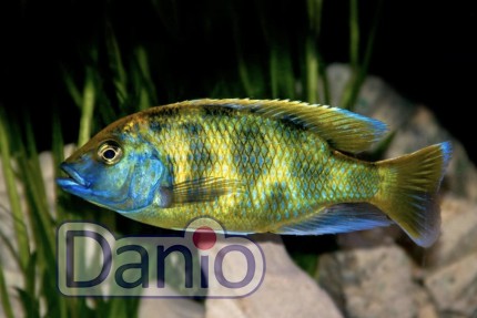 Хаплохромис Венустус (Haplochromis venustus) 5-6 см
