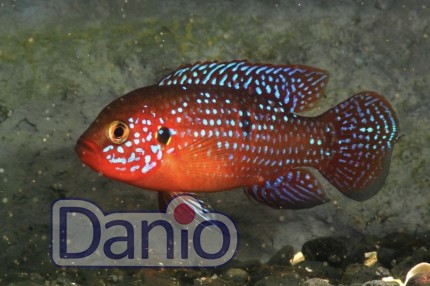 Хромис красавец (Hemichromis bimaculatus), 5-6 см