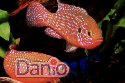 Хромис красавец (Hemichromis bimaculatus), 5-6 см