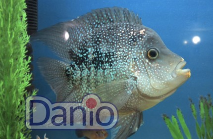 Цихлазома бриллиантовая (Herichthys carpintis)  7-8 см