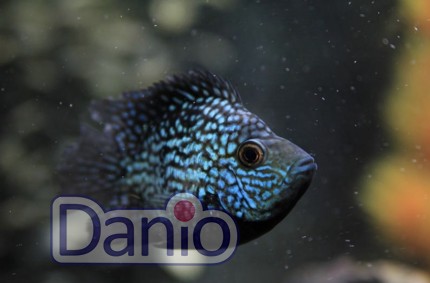 Цихлазома бриллиантовая (Herichthys carpintis)  7-8 см