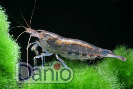 Креветка Амано Caridina japonica, 1-2 см