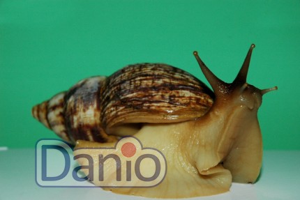 Улитка Ахатина Achatina fulica, 5-10 см