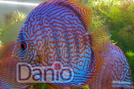 Дискус ассорти Discus, 6-7 см