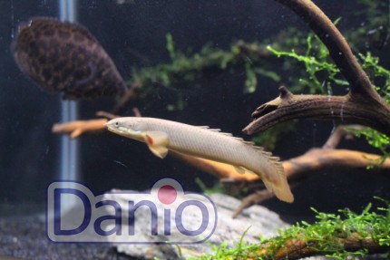 Полиптерус сенегальский Polypterus senegalus, 6-7 см