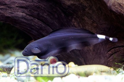Черный нож Apteronotus albifrons, 5-6 см