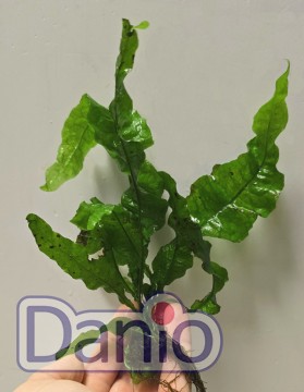 Microsorum Pteropus Undulata