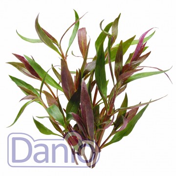 Alternanthera reineckii