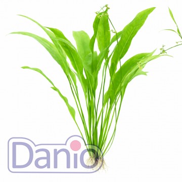 Echinodorus amazonicus