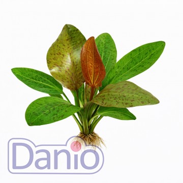 Echinodorus Ozelot Red