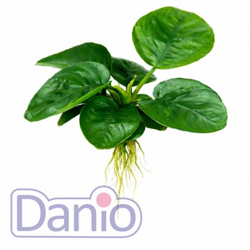 Anubias barteri Butterfly