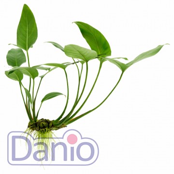 Anubias hastifolia