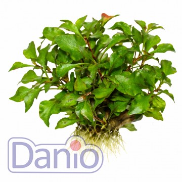 Alternanthera bettzickiana Variegatus