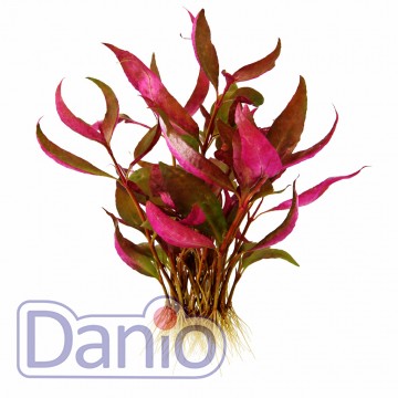 Alternanthera reineckii lilacina