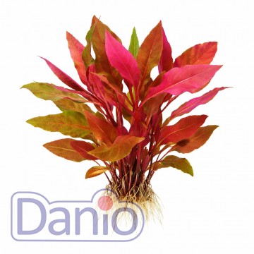 Alternanthera reineckii rosaefolia