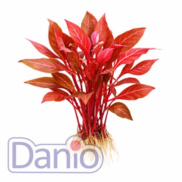 Alternanthera reineckii rosanervig