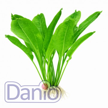 Echinodorus parviflorus