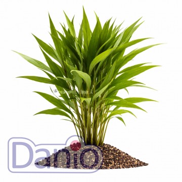 Hygrophila salicifolia